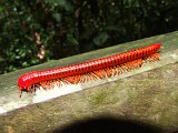 00395-1382 Red Millipede at Niah 